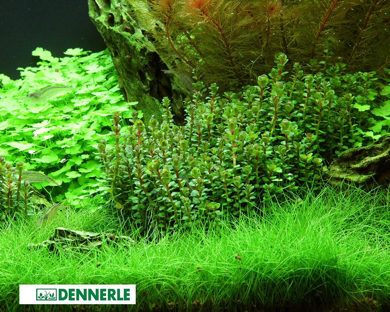 Rotala rotundifolia (Rotala)